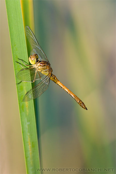 Crocothemis erythraea